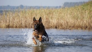 Hund im Wasser 2.jpg